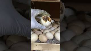 Geese eggs hatching in homemade Old egg Incubator [upl. by Ilana220]