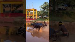 Kambala 😍kambalafan kambala kambalalive moodbidri kudla karkala mangalore kantara daiva [upl. by Tillinger]