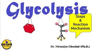 Glycolysis step by step explanation competitiveexams [upl. by Bary245]