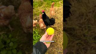 Warum Hühner einen Tennisball brauchen 😱🐓🎾 hühner winter landwirtschaft tippsundtricks huhn [upl. by Bella306]