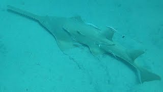 Sawfish swimming through bait 2 sawfish hunting [upl. by Orvah]