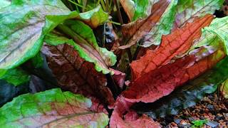 Cryptocoryne wendtii Green Gecko [upl. by Martha]