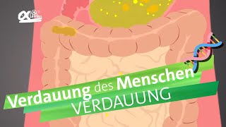 Verdauungsvorgänge  alpha Lernen erklärt Biologie [upl. by Lrem]