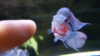 New Baby Flowerhorn and What I Feed Him [upl. by Jemie]