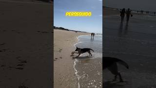 Cachorros BRINCANDO na PRAIA🥹 [upl. by Anitsrik33]