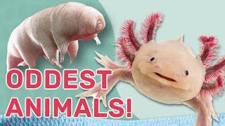 Oddest Animals Weird and wacky adaptations Guinness World Records Wild Things [upl. by Nacnud826]