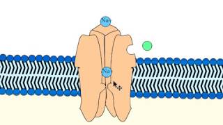 Ligandgated ion channels ionotropic receptors structure and mechanism [upl. by Onid]