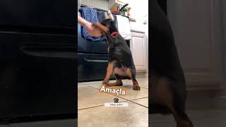 Doberman Köpek Irkı Hakkında BİLMEDİĞİNİZ 3 ŞEY [upl. by Yeleek]