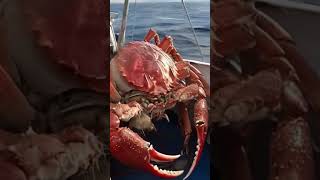 Fishermen Catch a Giant Crab Unbelievable Sea Monster Discovery [upl. by Skricki467]