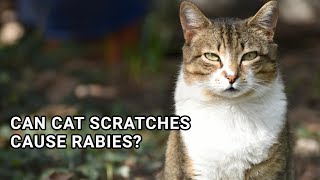 Can Cat Scratches Cause Rabies The Truth Revealed [upl. by Akayas265]