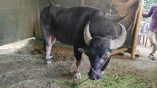 KOPAHERAT 1ST PRIZE PUWA MOH HAALBORIBOZAR MOH🔥🔥BUFFALO FIGHT ASSAM [upl. by Nnaillek]