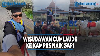 VIRAL WISUDAWAN CUMLAUDE UNS NAIK SAPI KE KAMPUS  TribunLampungOfficial [upl. by Siradal]