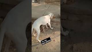 Gultair dog urgent for sale dog pets dogbreed pet petlovers [upl. by Concepcion170]