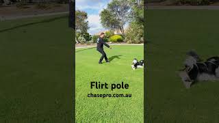 King Charles Spaniel Mastering Flirt Pole Workouts and Loving Every Moment [upl. by Niamor]