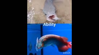 Malabar snakehead vs bluebase butterfly arowanaswordtail arowanarainbow wolf fish and redeye gar [upl. by Aphrodite]