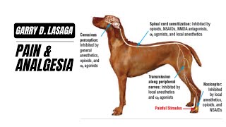 VET PHARMA 1  Analgesia amp Pain Physiology  20222023 [upl. by Bernardi]