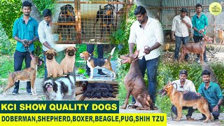 ஒரே இடத்தில் Show quality Dogs for sale tamil  Dog kennel  puppies  sanjeev kennel  VlogTamizha [upl. by Orose88]