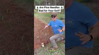 Are Pine Needles Bad for Your Soil 🌲 [upl. by Earl]