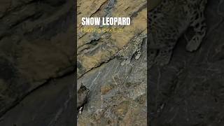 Snow Leopard Hunting  Winter Spiti Expedition  Nikon India  4K Video  Wild Wonders Expeditions [upl. by Alden936]