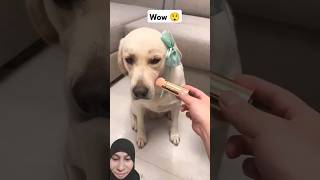 Beautiful dogs🥰🤩funnycutedogsgreenscreenreaction [upl. by Younger]