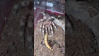 Acanthoscurria geniculata shorts tarantula cute pets inverts cutepets taproot [upl. by Dyun]