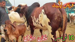 Cholistani Gulabi kheerayy or 2 dantt janwaro ki latest update MultanCowMandi [upl. by Nodanrb]