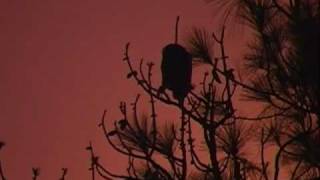 A Baby Great horned owl screaming for food [upl. by Nero]