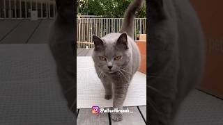 Chartreux cat catbreeds viral ytshorts chartreux breeds shorts [upl. by Emrich]