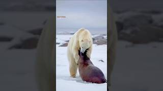 Polare youtubeshorts facts polarbear polarbearfacts facts arcticanimal wildlife [upl. by Peednam]