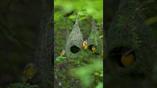 Weaving wondersFeatured here are fascinating views of baya weavers skillfully building their nests [upl. by Kamal501]