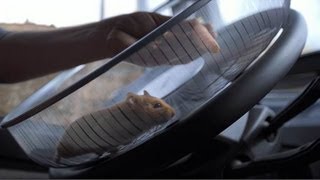 Volvo Trucks  The Hamster Stunt [upl. by Charyl]