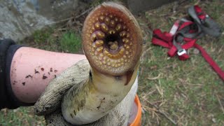 Parasites in the Shallows  Sea Lamprey Monitoring [upl. by Manya923]