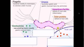 Helicobacter pylori pathgnesis [upl. by Kirwin]