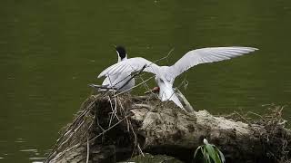 Flussseeschwalben sterna hirundo balzen an der Rott [upl. by Adiell298]