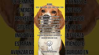 Consejo del horóscopo chino para el signo quotPerroquot 🐶 energia astrologiachina fengshuiclasico [upl. by Zahara]