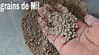 grains de Mil pour la bouillie moni kourou grumeauxdemil [upl. by Caro]