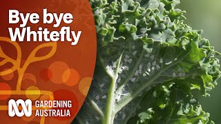 Control whitefly with this threepronged attack  Pest and disease control  Gardening Australia [upl. by Simonne]