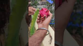 Dragon fruit cutting dragonfruit dragonplant fruitcuttingskills [upl. by Esoj]