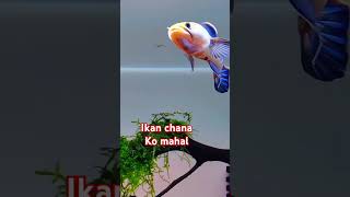 Ikan chana ko bisa mahal shorts [upl. by Itnava648]