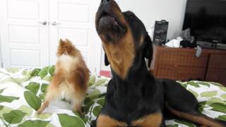 Rottweiler and Pomeranian Funny Howling [upl. by Linda]