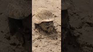 Remains of Nazi Soldiers from world war 2 in Kakhovka Reservoir russiaukrainewar shortsvideo [upl. by Rehpotsrhc]