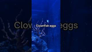 How clownfish take care of their eggs [upl. by Notsrik]