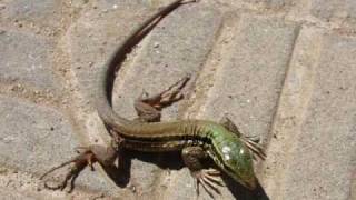 Who am I  Brazilian lizard Calango  Quem sou eu Yep Ameivaameiva [upl. by Rramal]