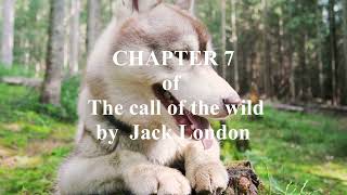 Chapter 7 of The call of the wild by Jack London audio audiobook [upl. by Hendrik]