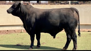 JampJ Cattle Co Lot 5435 Brangus Bull [upl. by Ainahpets]