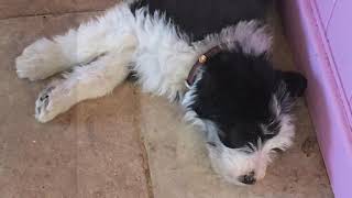 Bearded Collie Puppy to 1 year old [upl. by Rexana825]