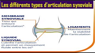 Les différents types darticulation synoviale [upl. by Deste]