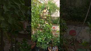 Simple Terrace gardening ideas🤩🤍💚🫶 ytshorts shorts jasmine trees trending trendingshorts love [upl. by Montagu]