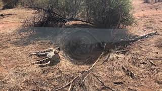 Cheetahs in Madikwe Game Reserve [upl. by Ahern458]