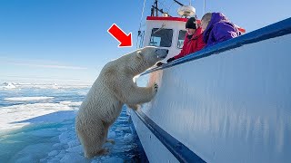 Un oso polar intenta llamar la atención de un barco pesquero  Cuando la tripulación se da cuenta [upl. by Kerstin909]